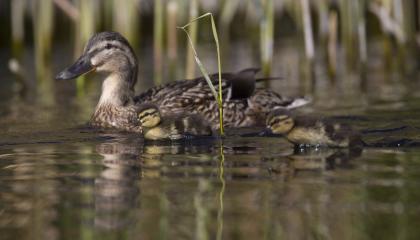 Voor feiten over vogels Sovon